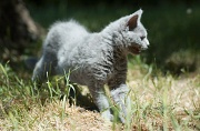 BRITISH SHORTHAIR C025